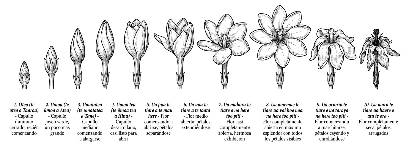 Ciclo completo de la Gardenia Tahitensis con nomenclatura tradicional polinesia