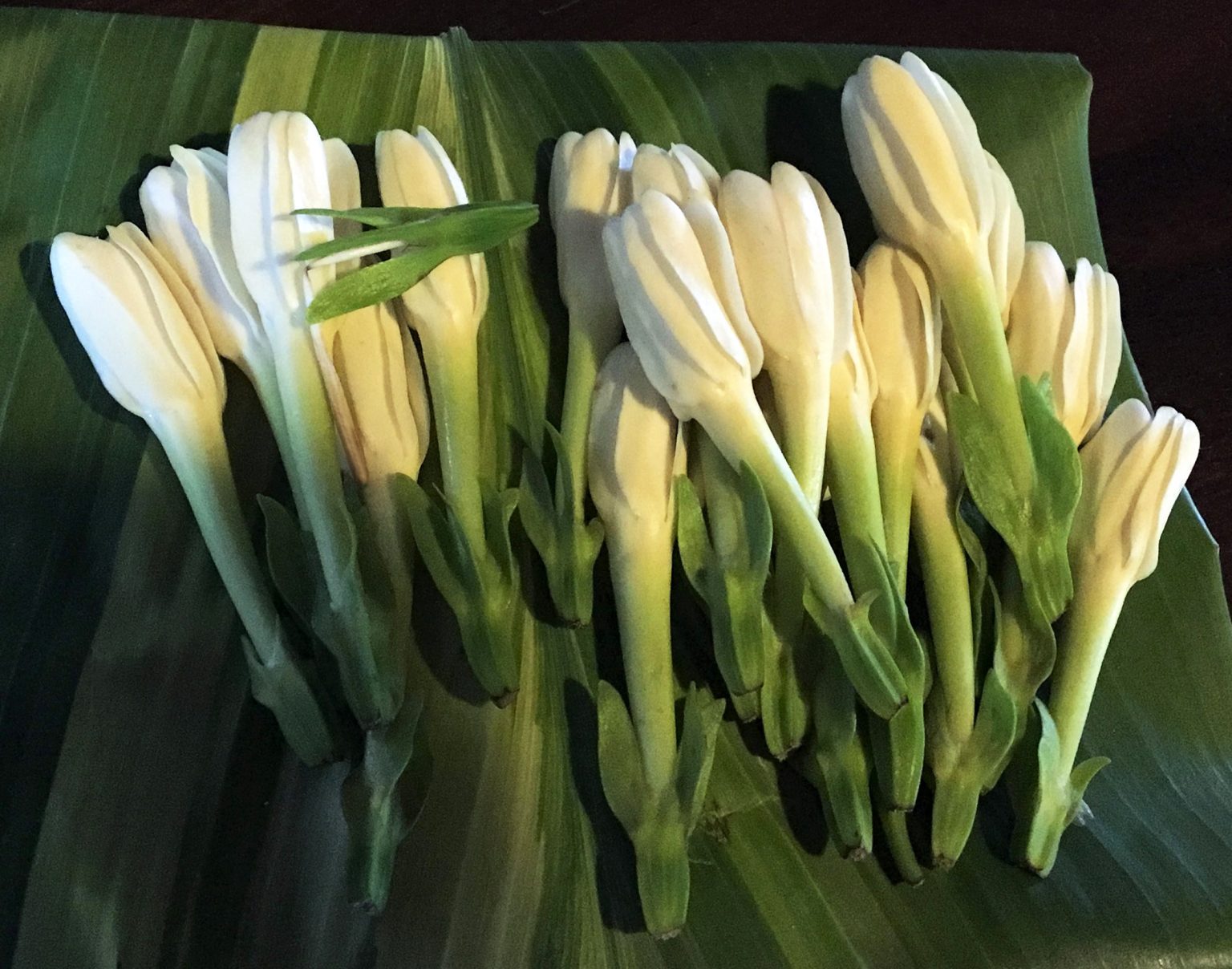 Tiare Tahiti-gardenia tahitensis